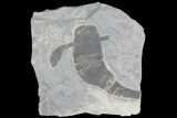 5.2" Eurypterus (Sea Scorpion) Fossil - New York - #179513-1